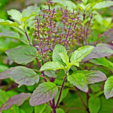 Red Leaf Thai Holy Basil