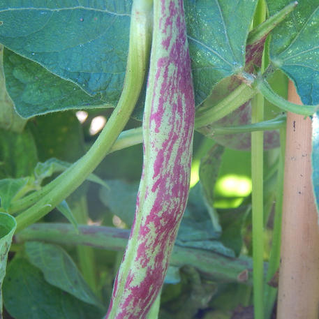Vermont Cranberry Pole Bean