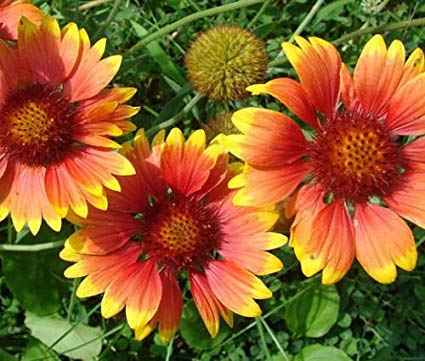 Gaillardia Indian Blanket – Mary's Heirloom Seeds