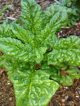 Bloomsdale Longstanding Spinach