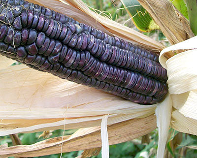 Blue Clarage Dent Corn