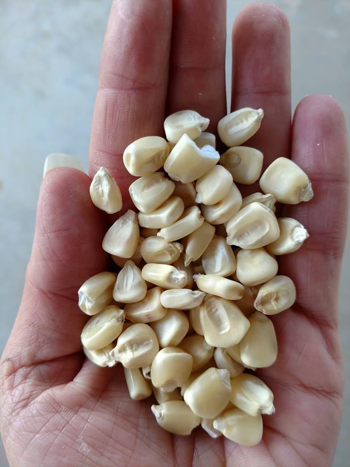 Boone County White Corn BULK