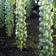 Long Island Brussels Sprouts