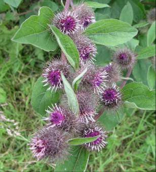 Burdock