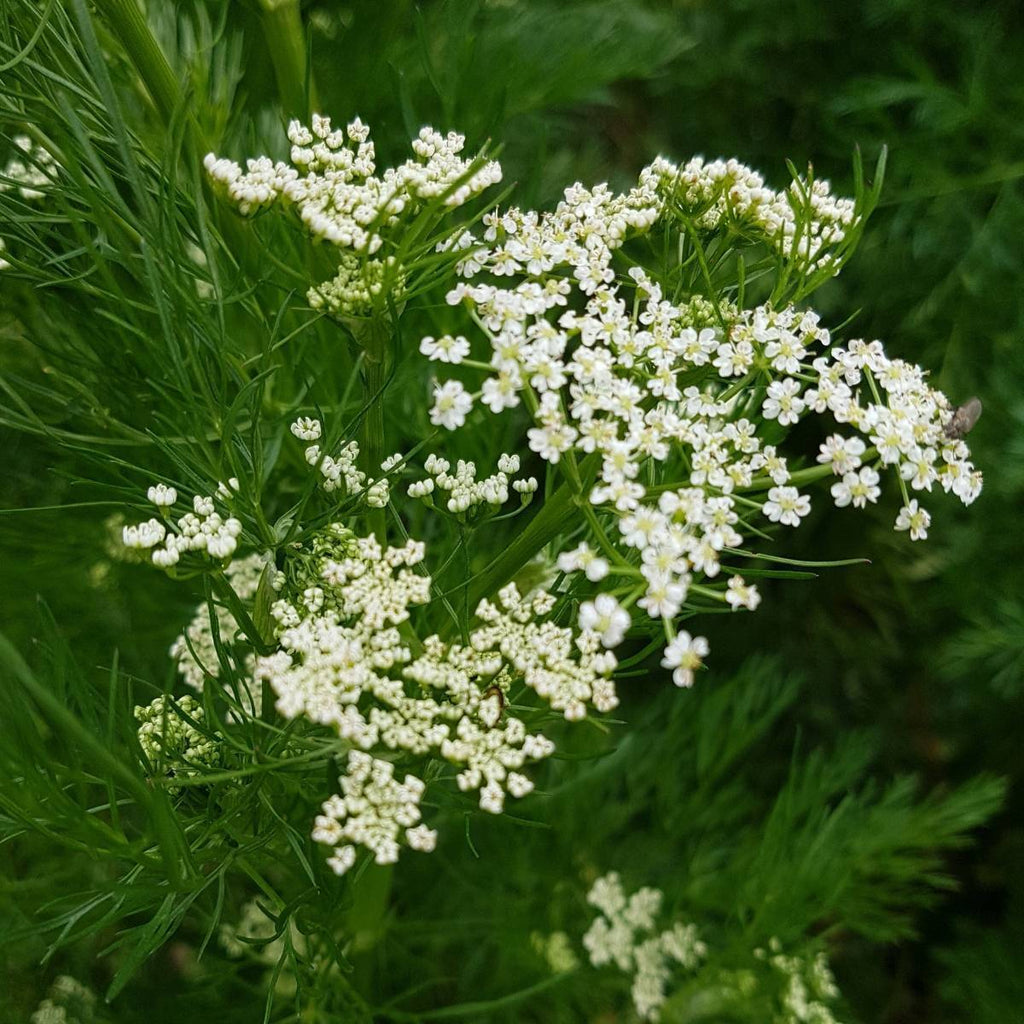 Caraway