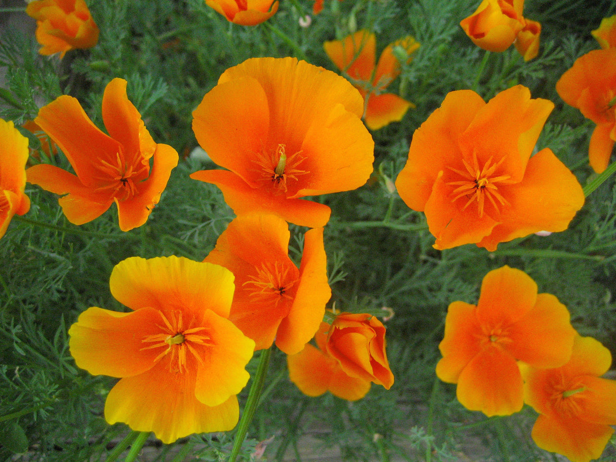 California Poppy