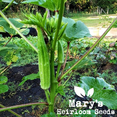 Clemson Spineless Okra