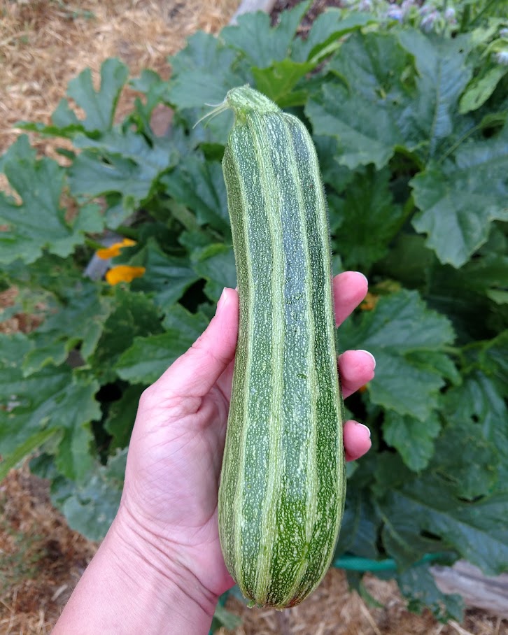 50 Cocozelle di Napoli Squash Italian Zucchini Cucurbita Pepo Vegetable Seeds