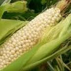 Country Gentleman Sweet Corn