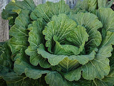 Quintal D'Alsace Cabbage