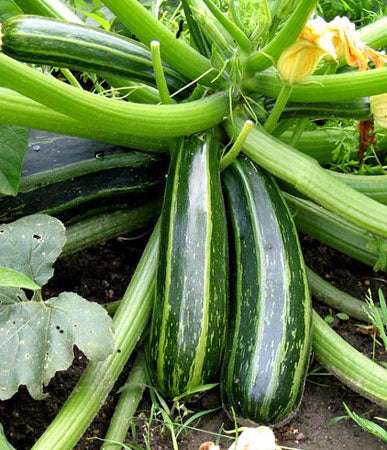 Caserta Zucchini
