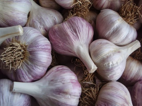 Red Chesnok Seed Garlic