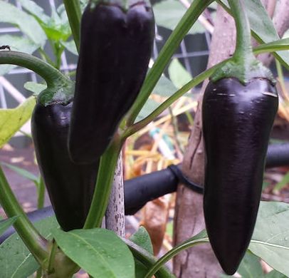 Black Hungarian Pepper