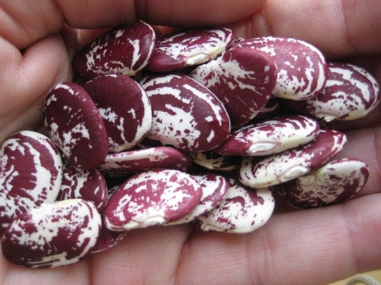 lima beans seeds for planting Christmas Pole Lima Bean – Mary's Heirloom Seeds