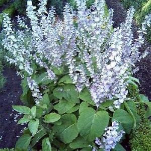 Clary Sage