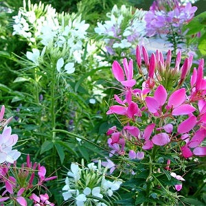 Spider Flower Mix – Mary's Heirloom Seeds