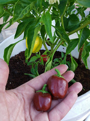 Mary's Pepper Combo Pack