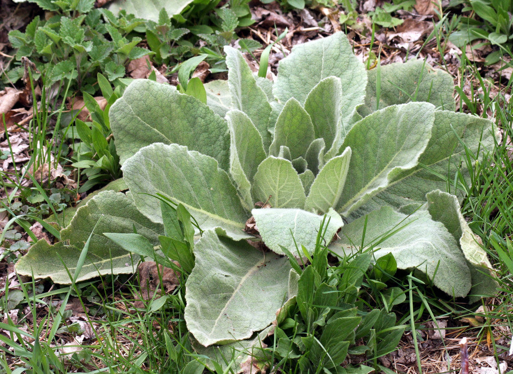 Mullein – Mary's Heirloom Seeds