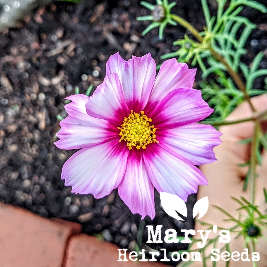 combo flower seeds Cosmos, Sensation Mix – Mary's Heirloom Seeds