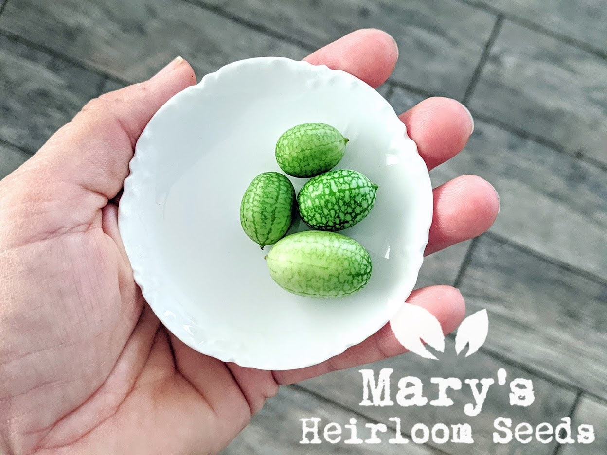 Mary's Heirloom Seeds Mexican Sour Gherkin Cucumber