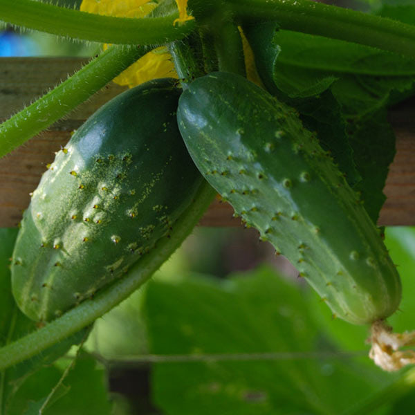 Double Yield Cucumber