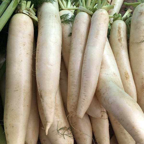 thumbnail image 2 of Green Garden Seeds - 100+ Minowase Daikon Radish Seeds | NON-GMO Heirloom | Easy To Grow 2 of 4