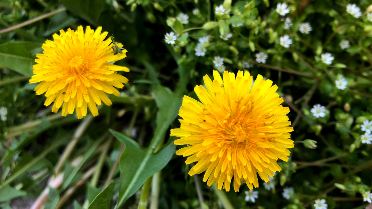 True Wild Dandelion