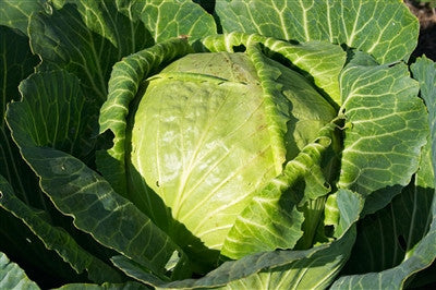 Danish Ballhead Cabbage