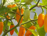 Datil Pepper