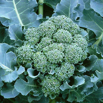 De Cicco Broccoli