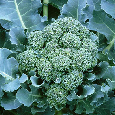 decock plants De Cicco Broccoli – Mary's Heirloom Seeds