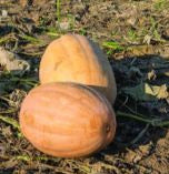 Dickinson Pumpkin