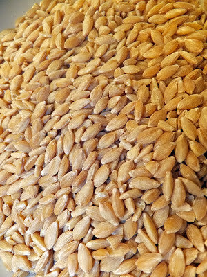 einkorn seeds for planting Einkorn Berries