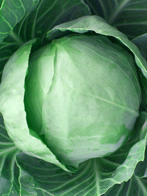 Early Round Dutch Cabbage