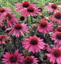 Echinacea Purpurea