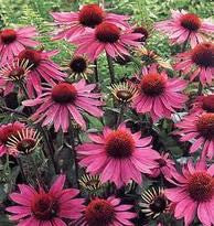 Echinacea Purpurea