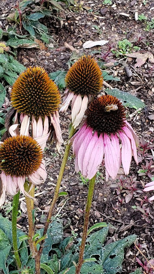 echinacea laevigata seeds for sale Narrow-leaved coneflower