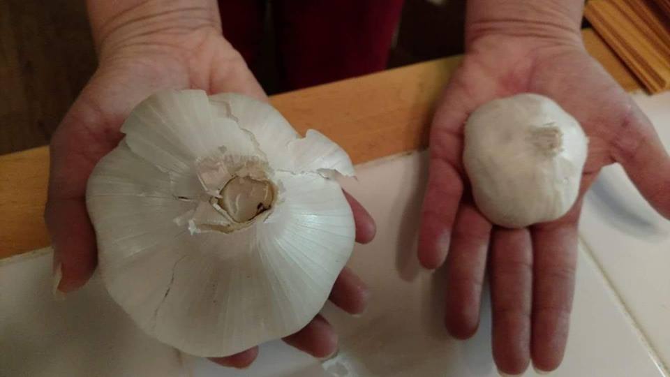 Elephant Garlic