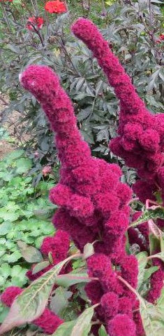 Elephant Head Amaranth