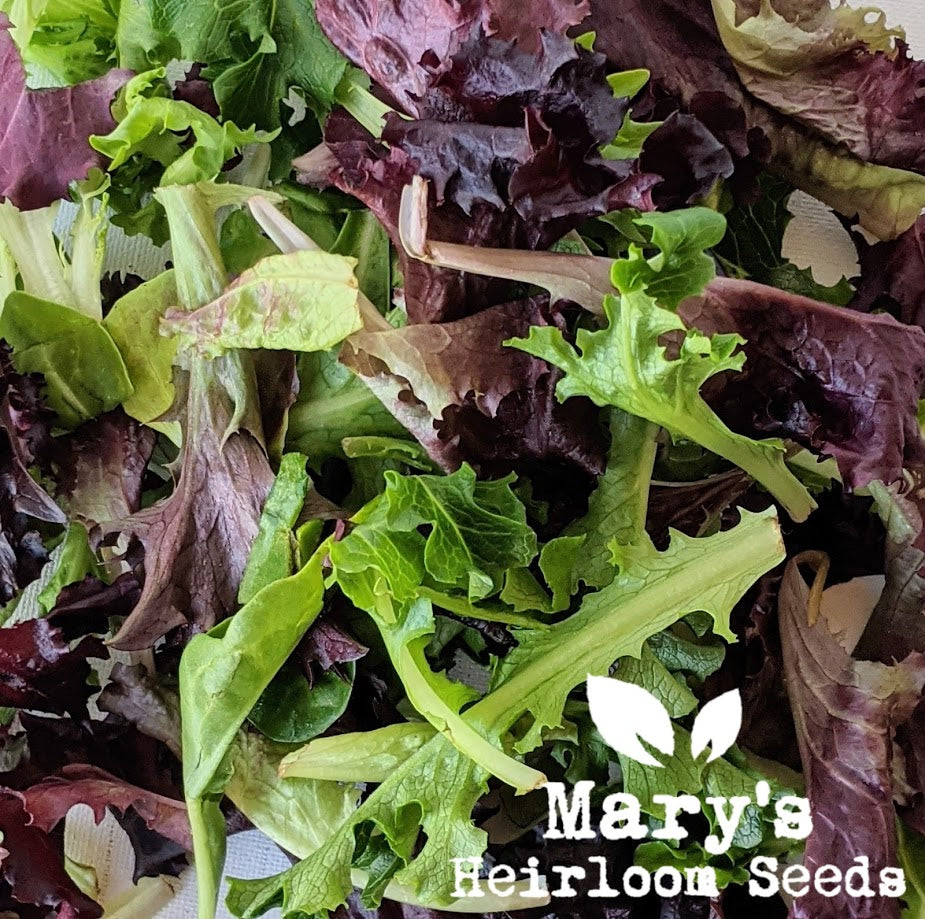 planting mesclun lettuce seeds European Mesclun Mix