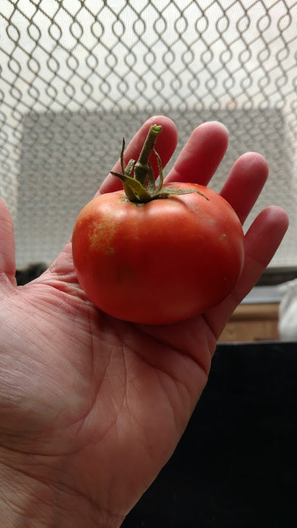 Floradade Tomato