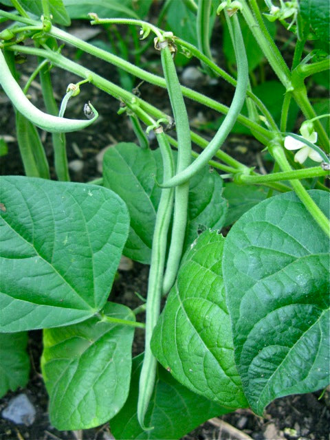 Mary's Heirloom Seeds French Garden Beans