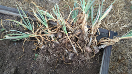 Spanish Roja Seed Garlic