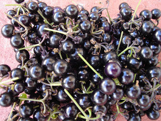 Garden Huckleberry