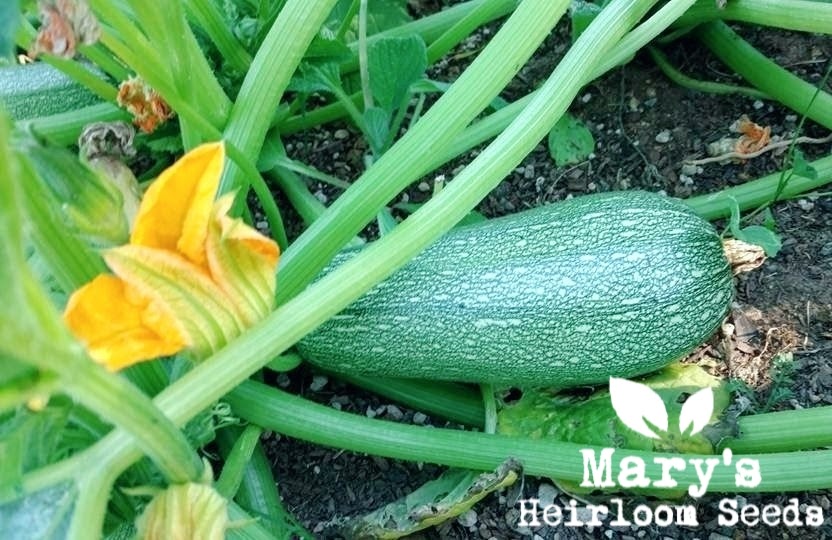 Grey Zucchini Squash