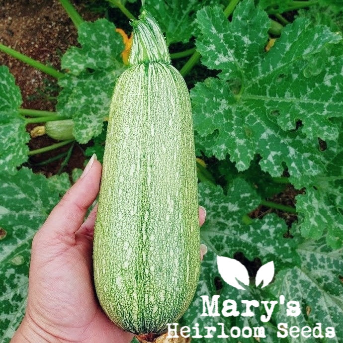 Grey Zucchini Squash