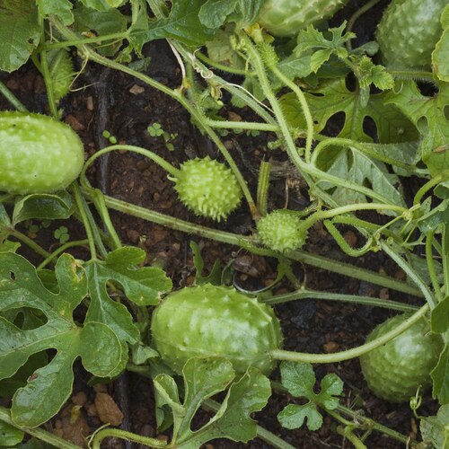 West Indian Gherkin Cucumber