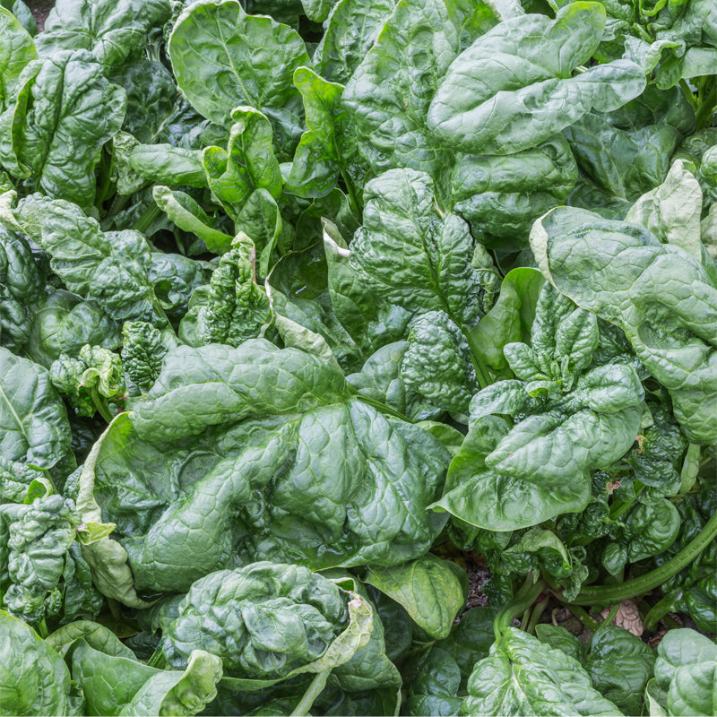 Giant Nobel Spinach