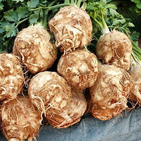 Giant Prague Celeriac