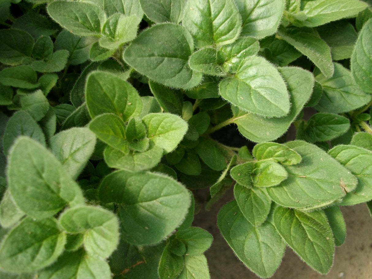 Greek Oregano